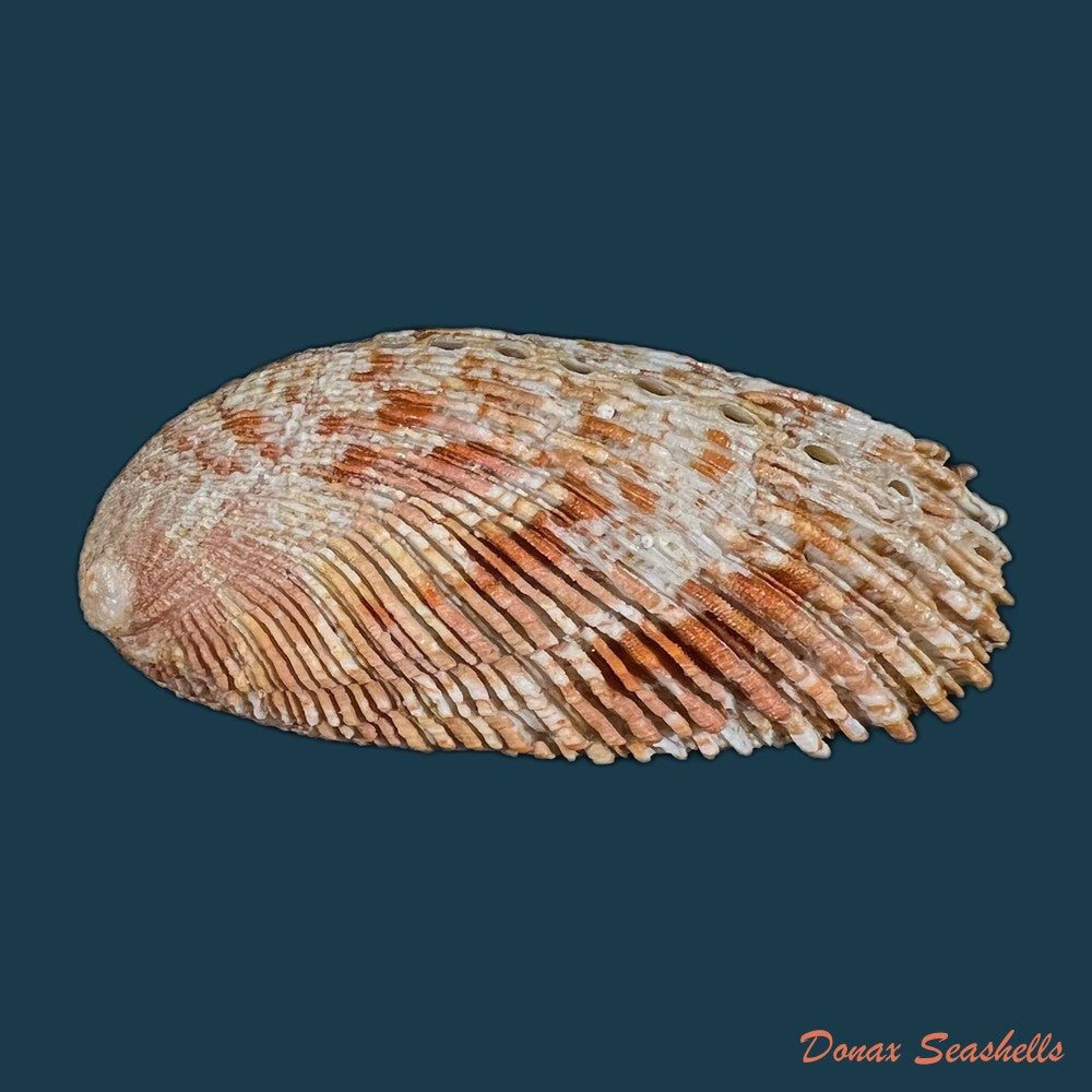 haliotis-elegans-f-c-l-koch-1844-60-3mm-copia