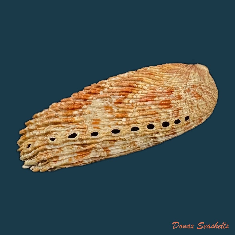 haliotis-elegans-f-c-l-koch-1844-60-3mm-copia