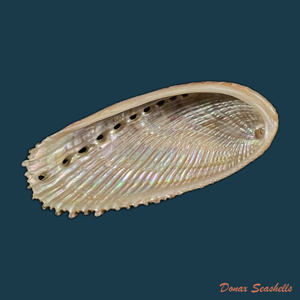 haliotis-elegans-f-c-l-koch-1844-60-3mm-copia