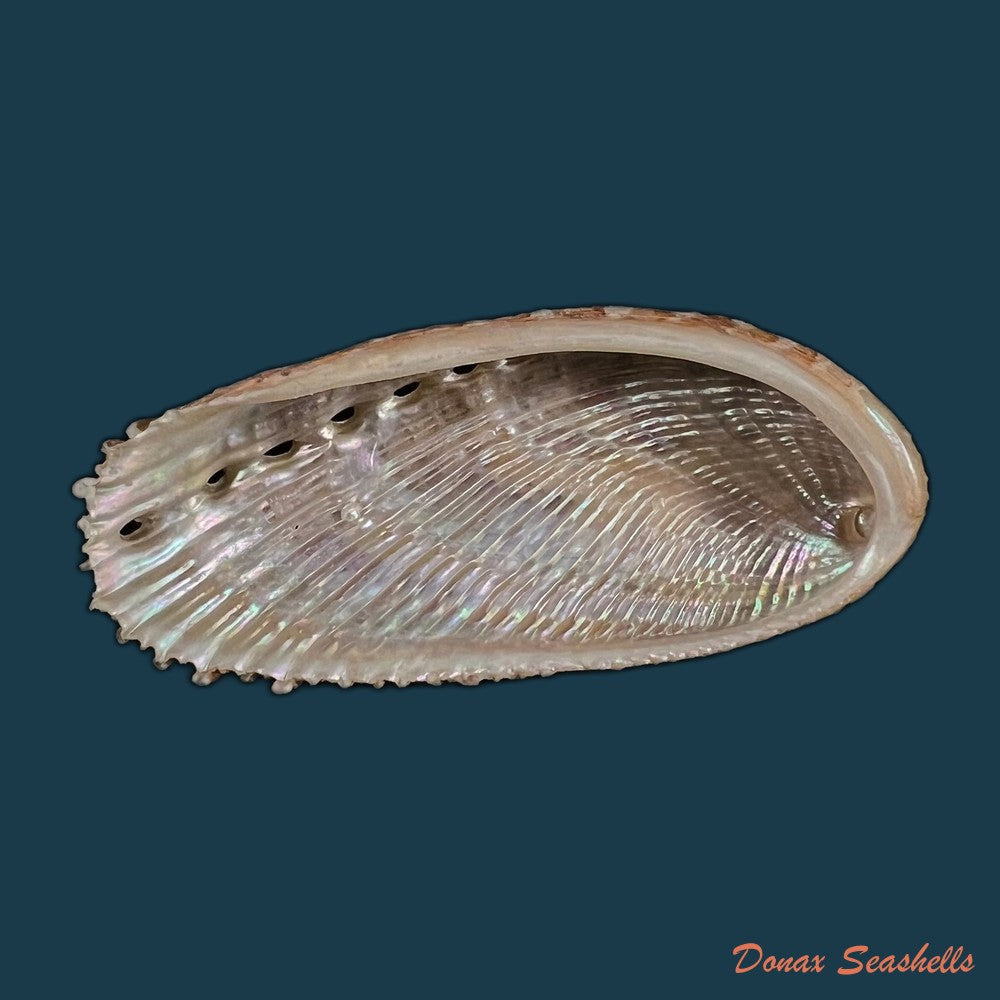 haliotis-elegans-f-c-l-koch-1844-60-3mm-copia