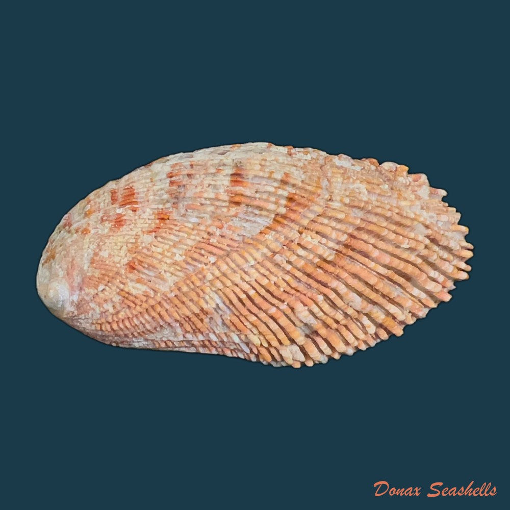 haliotis-elegans-f-c-l-koch-1844-60-6mm-copia-1