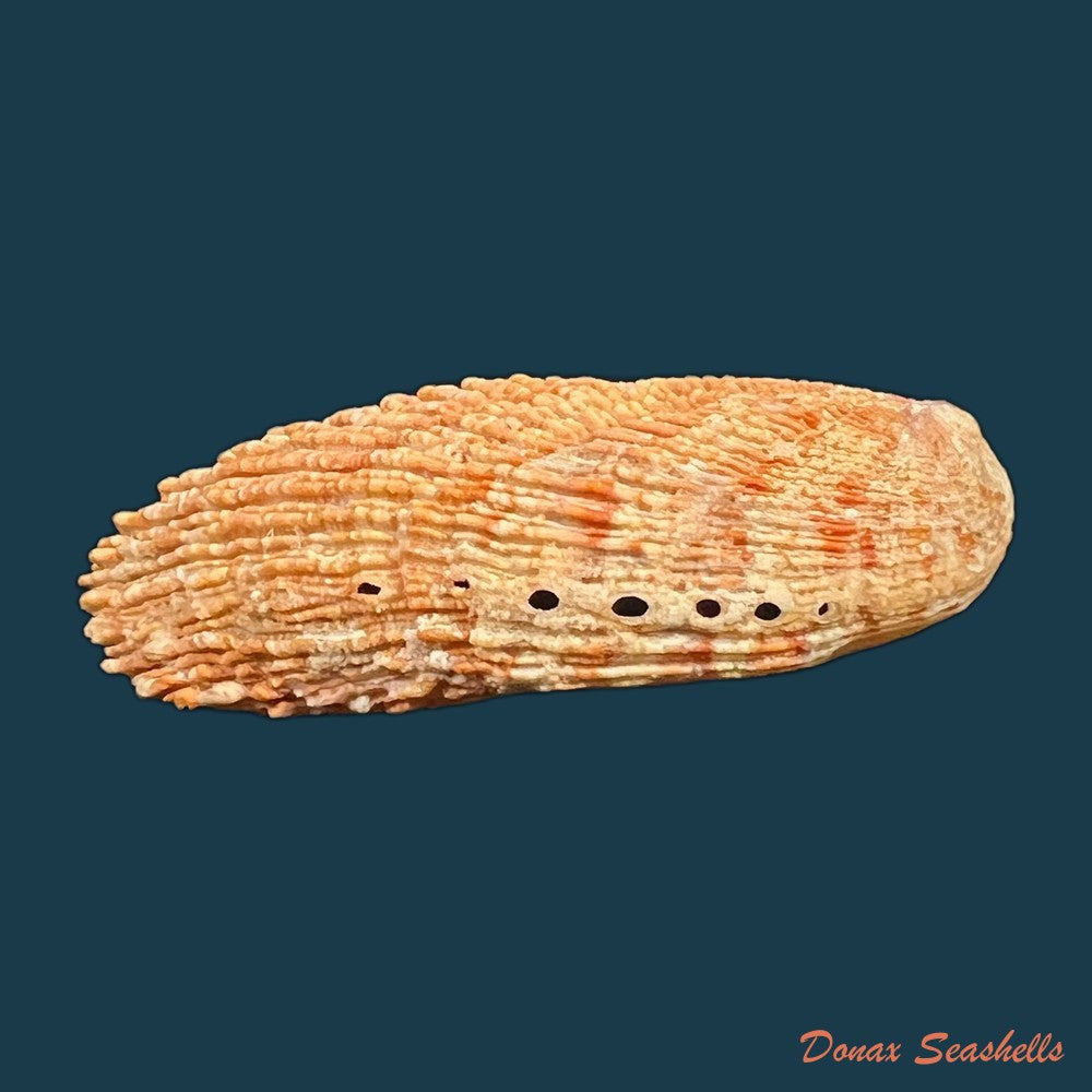 haliotis-elegans-f-c-l-koch-1844-60-6mm-copia-1