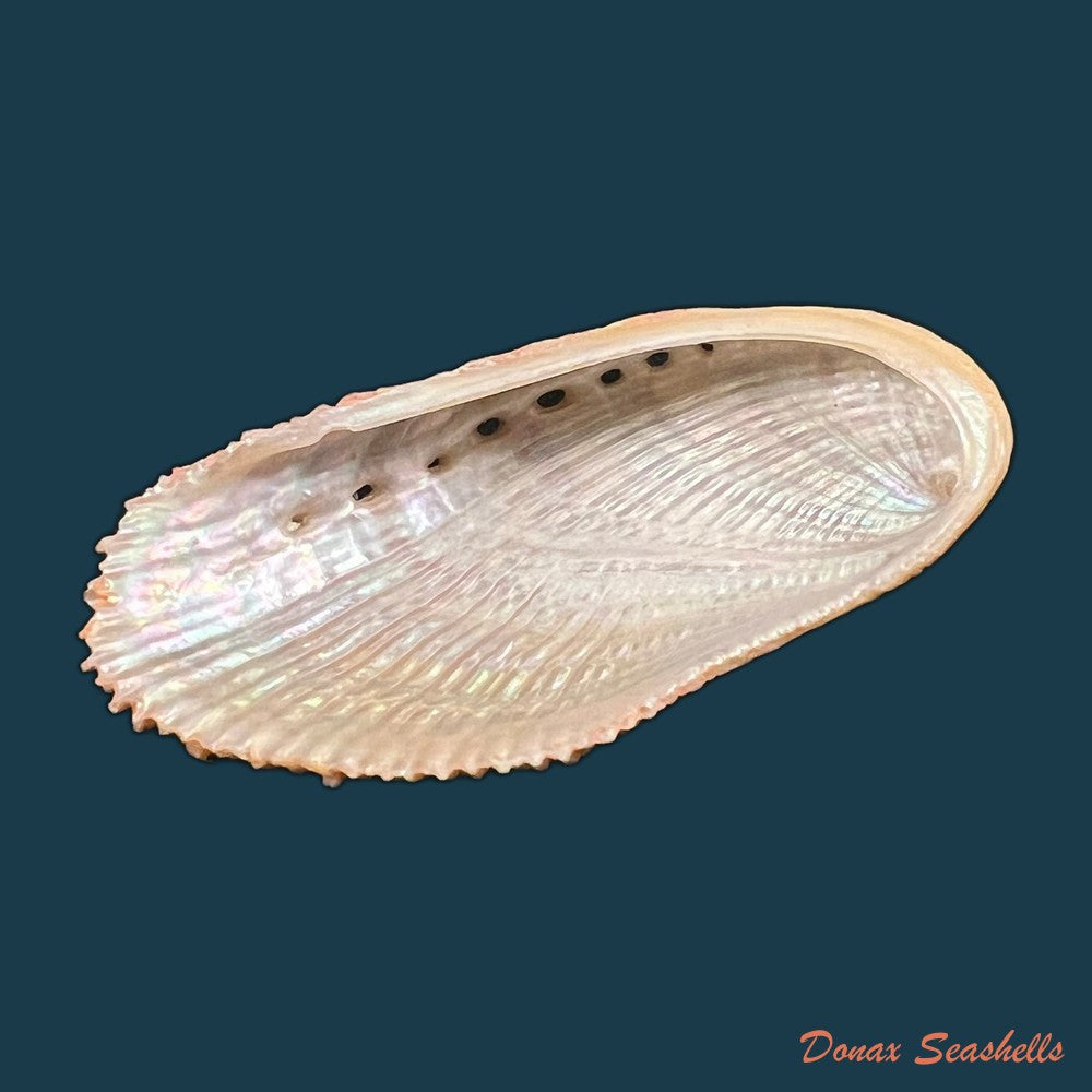 haliotis-elegans-f-c-l-koch-1844-60-6mm-copia-1