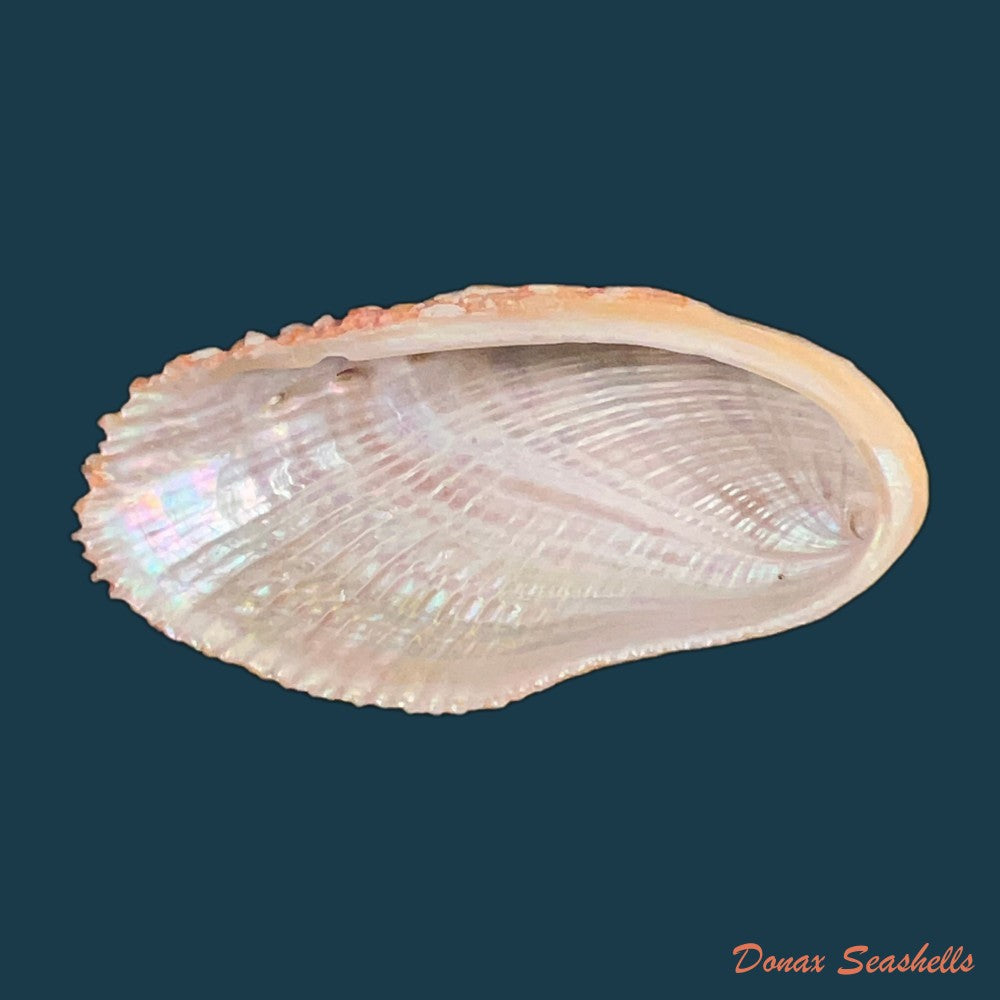 haliotis-elegans-f-c-l-koch-1844-60-6mm-copia-1