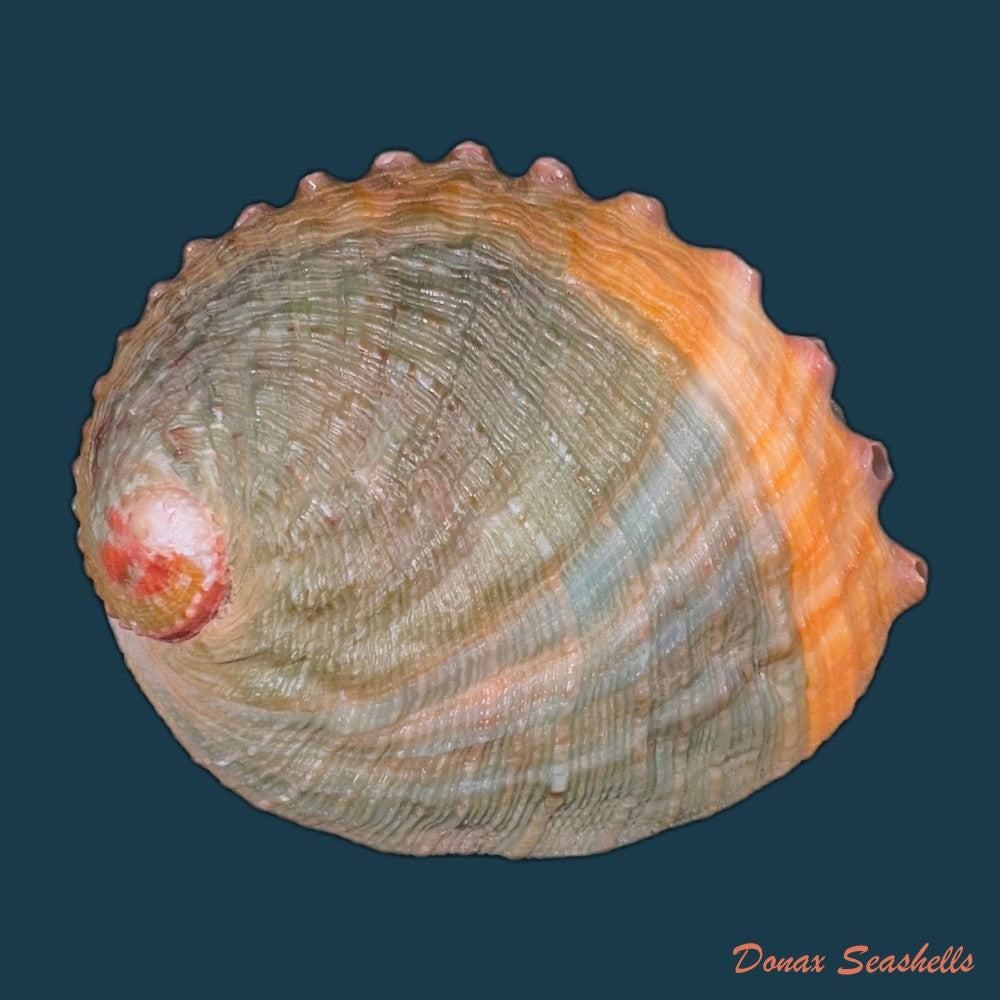 haliotis-elegans-f-c-l-koch-1844-60-6mm-copia