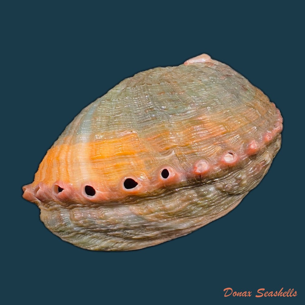 haliotis-elegans-f-c-l-koch-1844-60-6mm-copia
