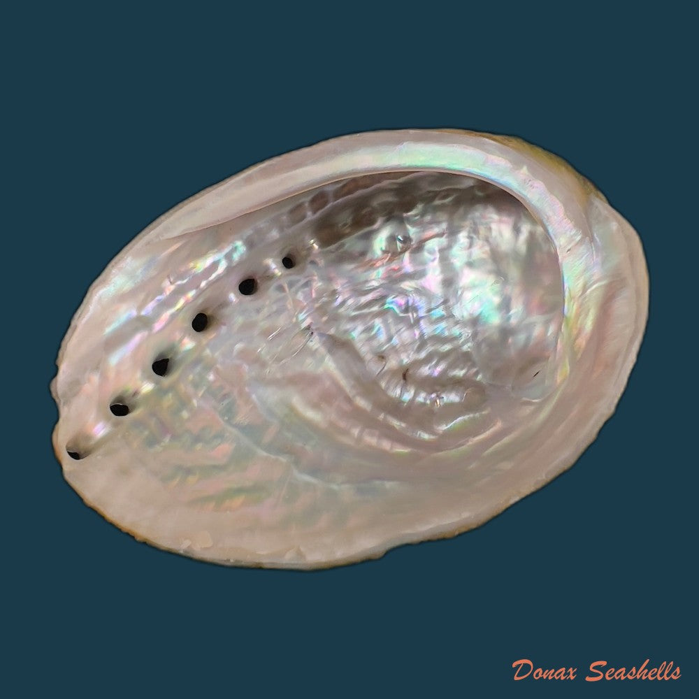 haliotis-elegans-f-c-l-koch-1844-60-6mm-copia