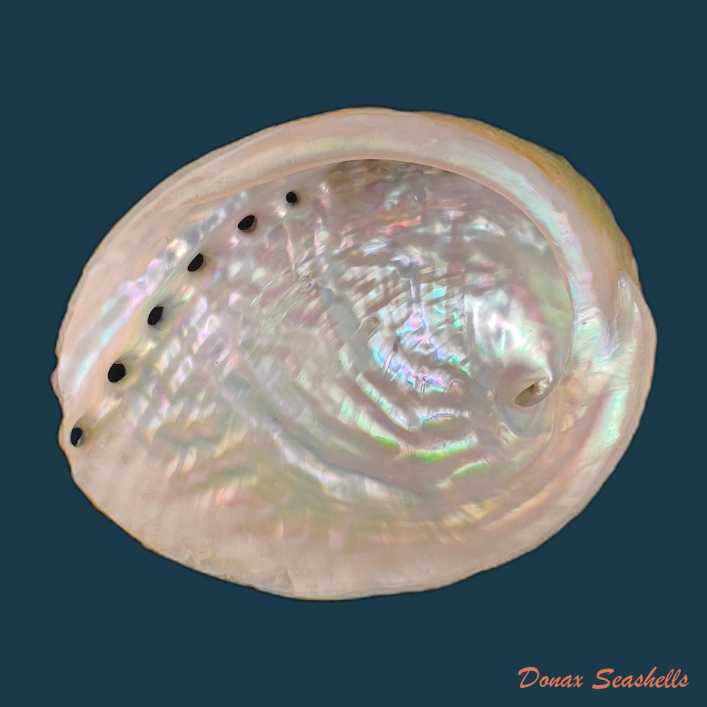 haliotis-elegans-f-c-l-koch-1844-60-6mm-copia
