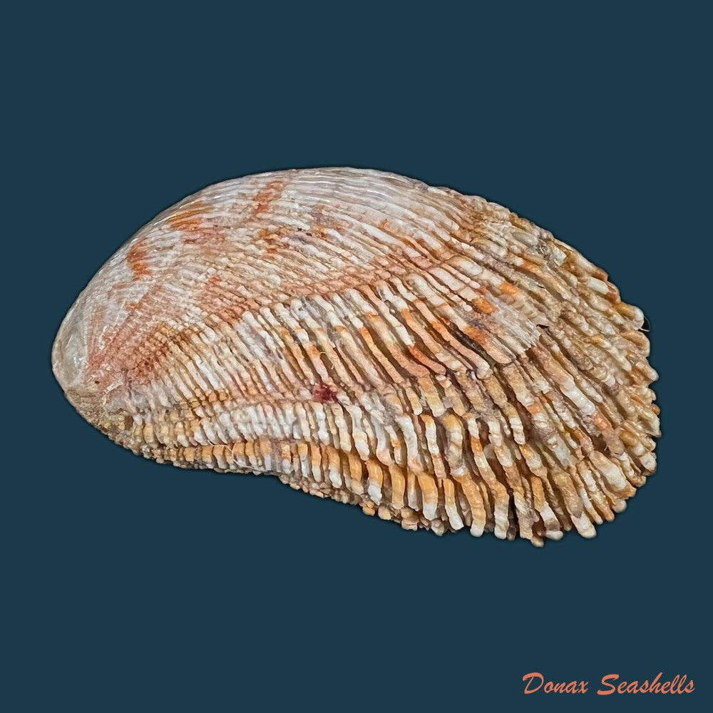 haliotis-elegans-f-c-l-koch-1844-84-8mm-copia