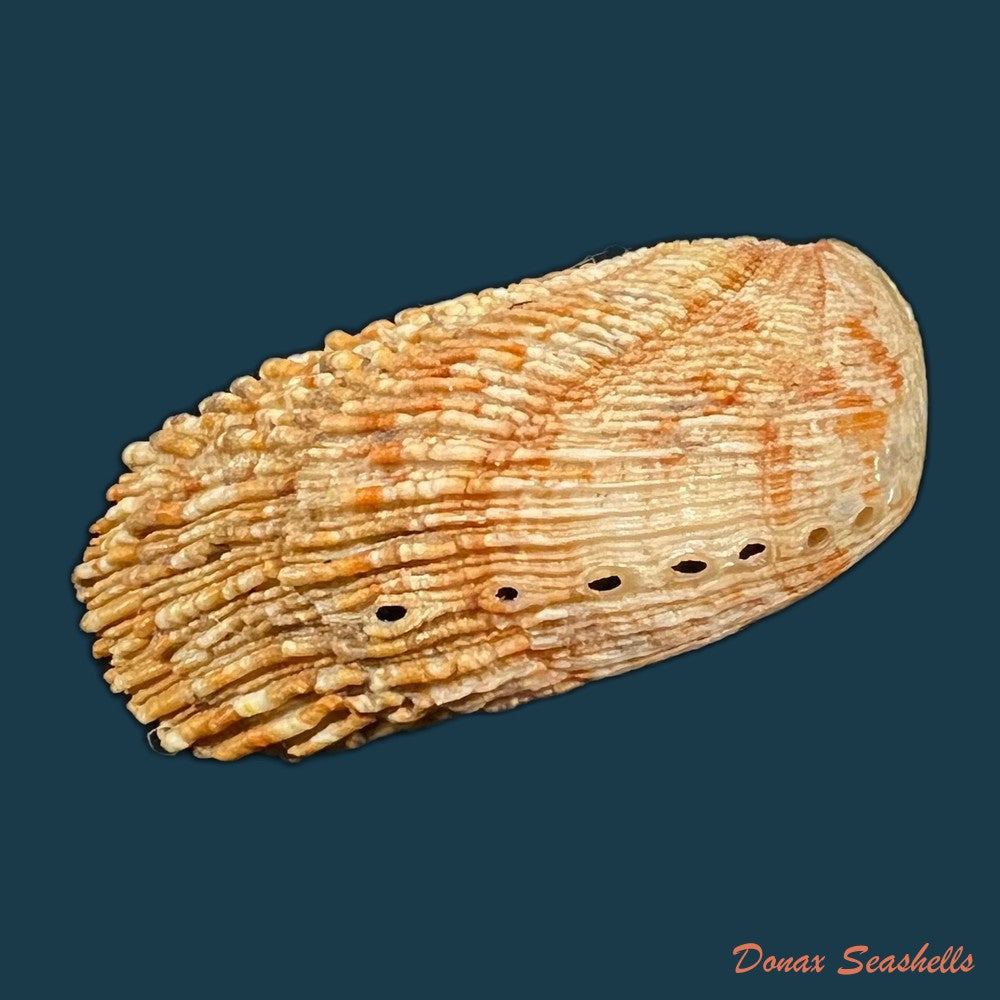 haliotis-elegans-f-c-l-koch-1844-84-8mm-copia
