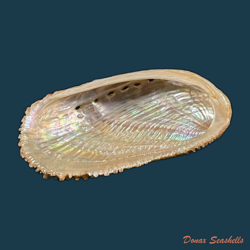haliotis-elegans-f-c-l-koch-1844-84-8mm-copia