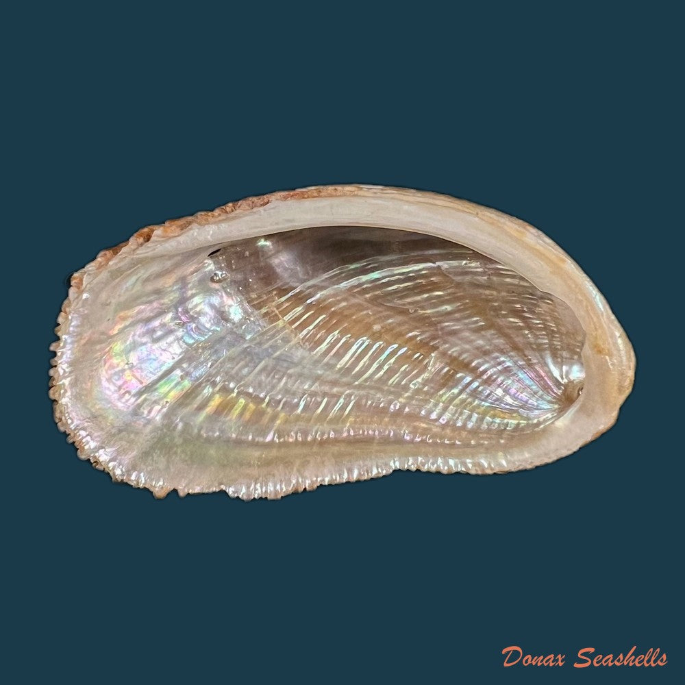 haliotis-elegans-f-c-l-koch-1844-84-8mm-copia