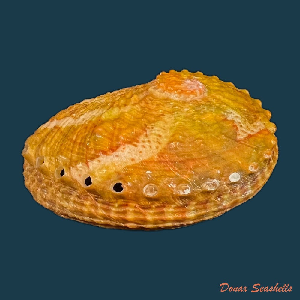 haliotis-ovina-gmelin-1791-39-1mm-copia
