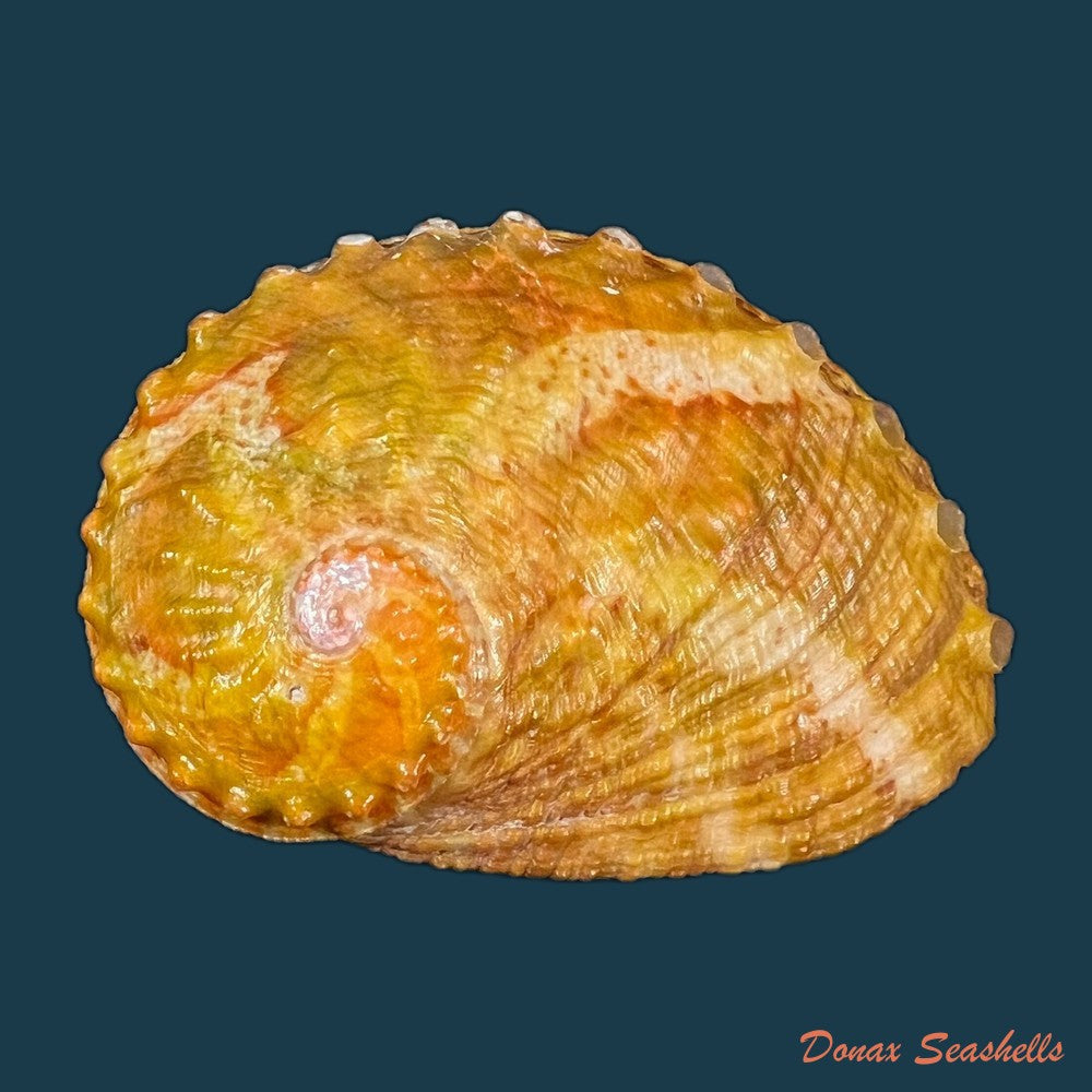 haliotis-ovina-gmelin-1791-39-1mm-copia