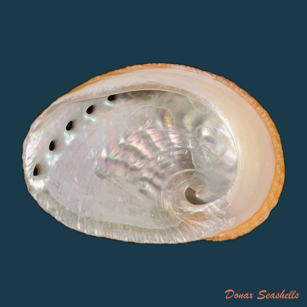 haliotis-ovina-gmelin-1791-39-1mm-copia