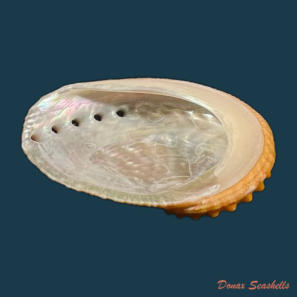 haliotis-ovina-gmelin-1791-39-1mm-copia