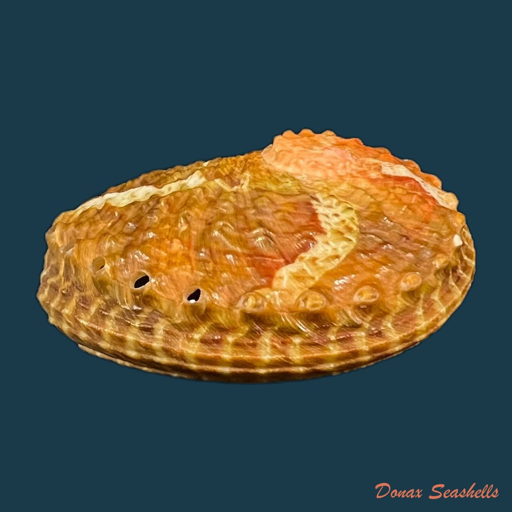 haliotis-ovina-gmelin-1791-55-2mm-copia