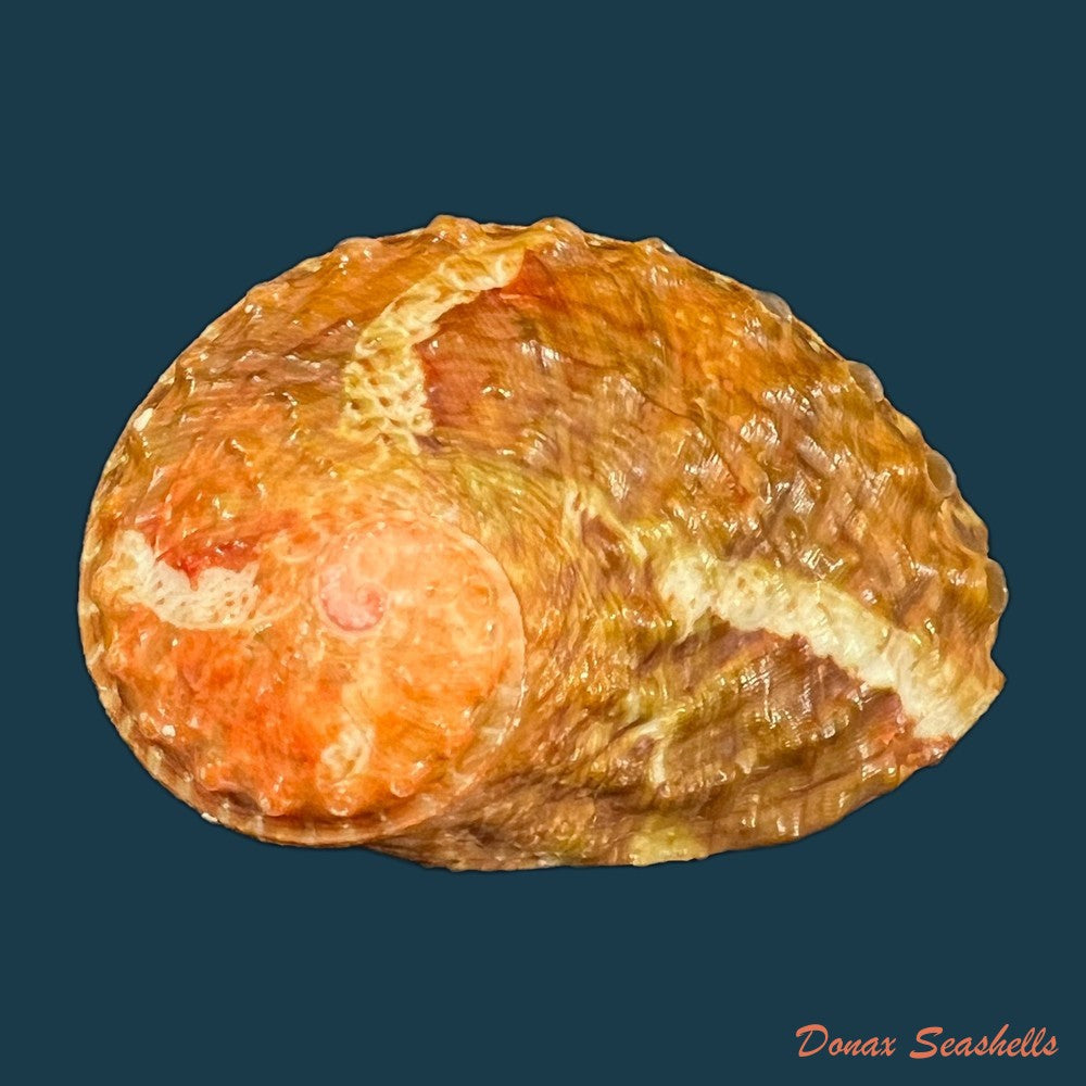 haliotis-ovina-gmelin-1791-55-2mm-copia