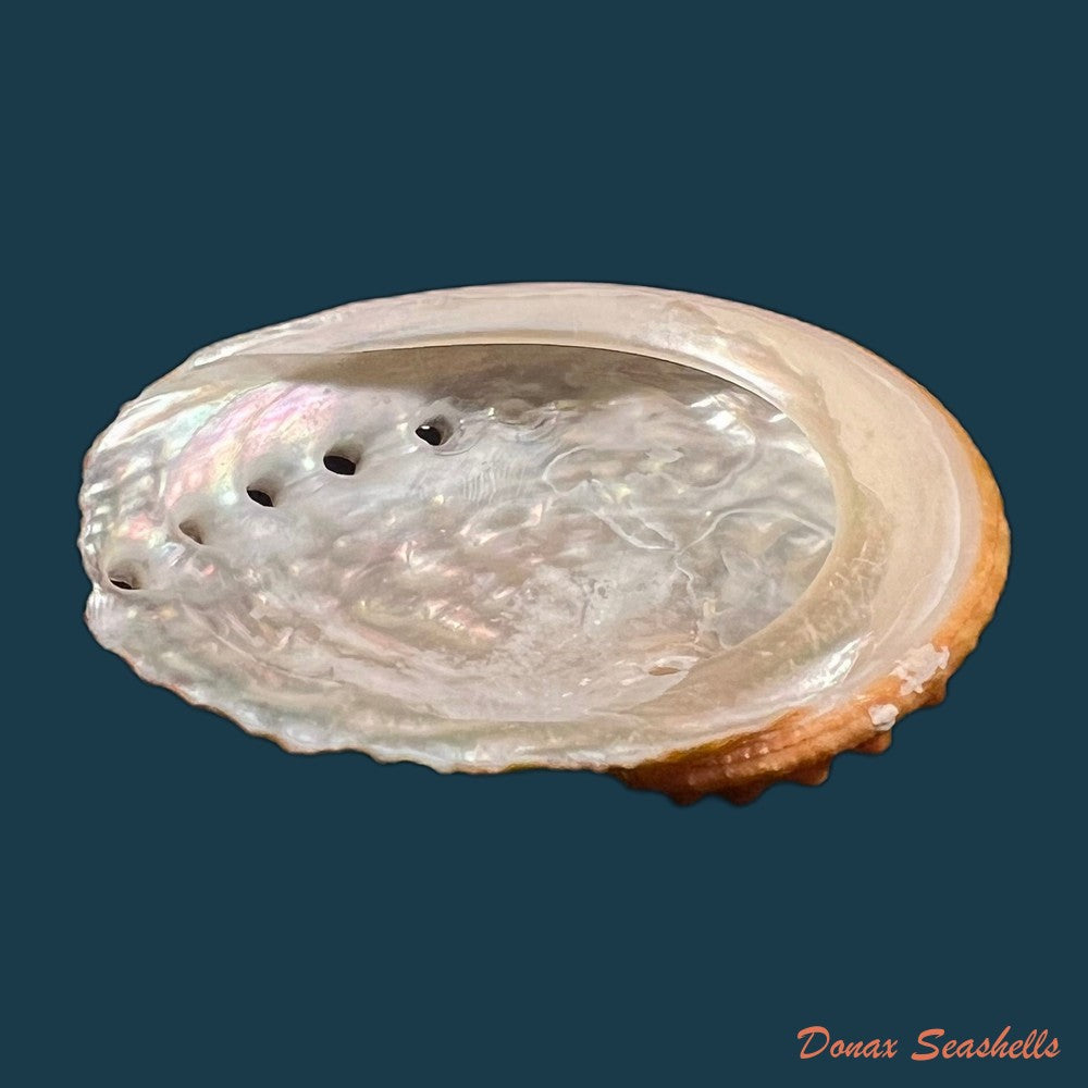 haliotis-ovina-gmelin-1791-55-2mm-copia