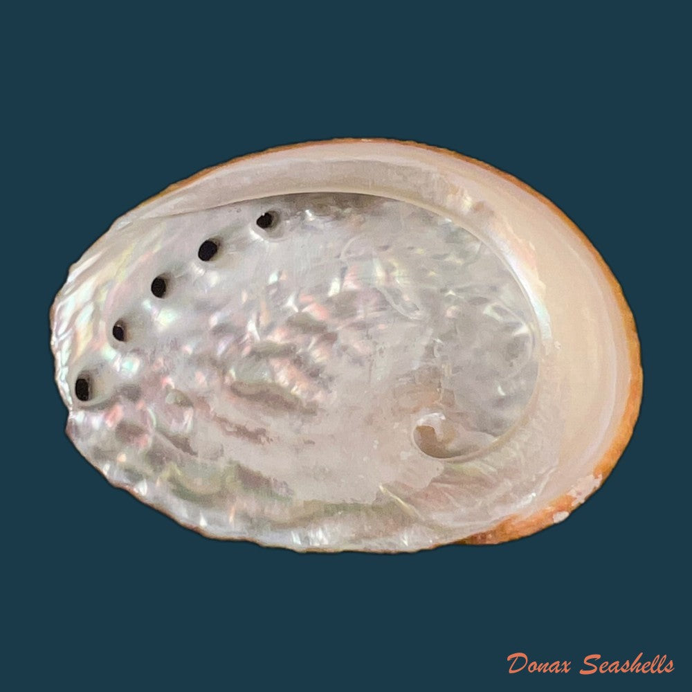 haliotis-ovina-gmelin-1791-55-2mm-copia