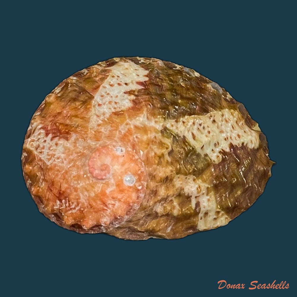 haliotis-ovina-gmelin-1791-60-8mm-copia