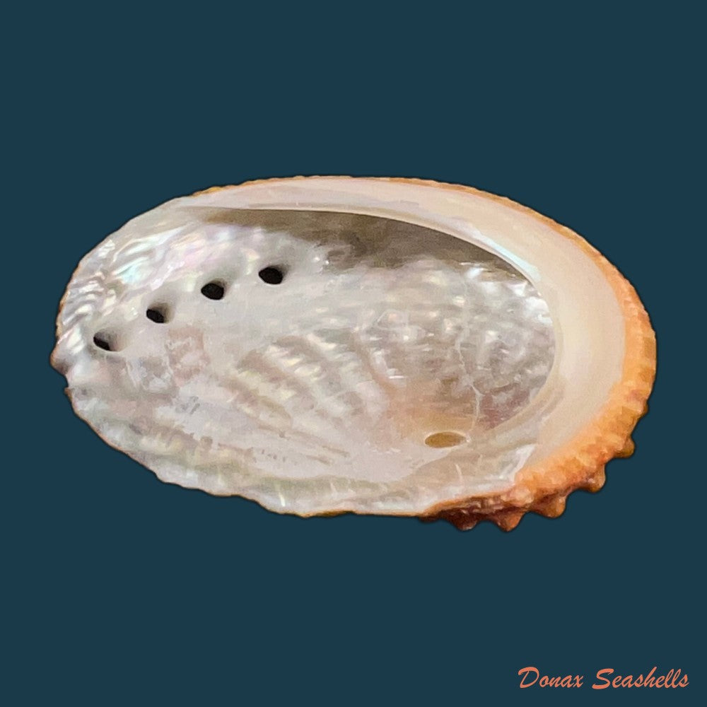 haliotis-ovina-gmelin-1791-60-8mm-copia