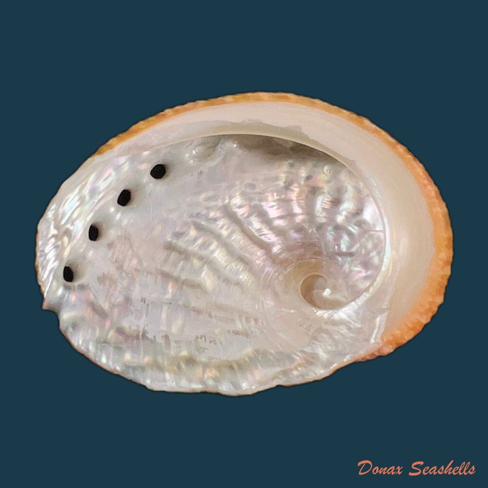haliotis-ovina-gmelin-1791-60-8mm-copia
