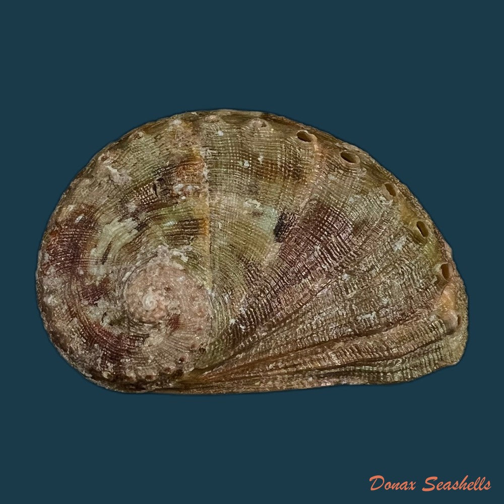 haliotis-ovina-volcanius-patamakanthin-eng-2002-42-4mm-copia