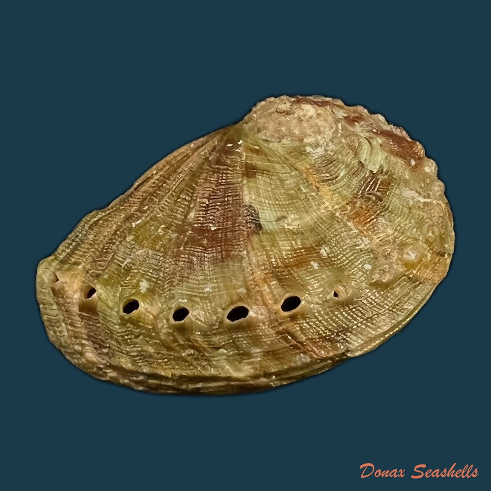 haliotis-ovina-volcanius-patamakanthin-eng-2002-42-4mm-copia