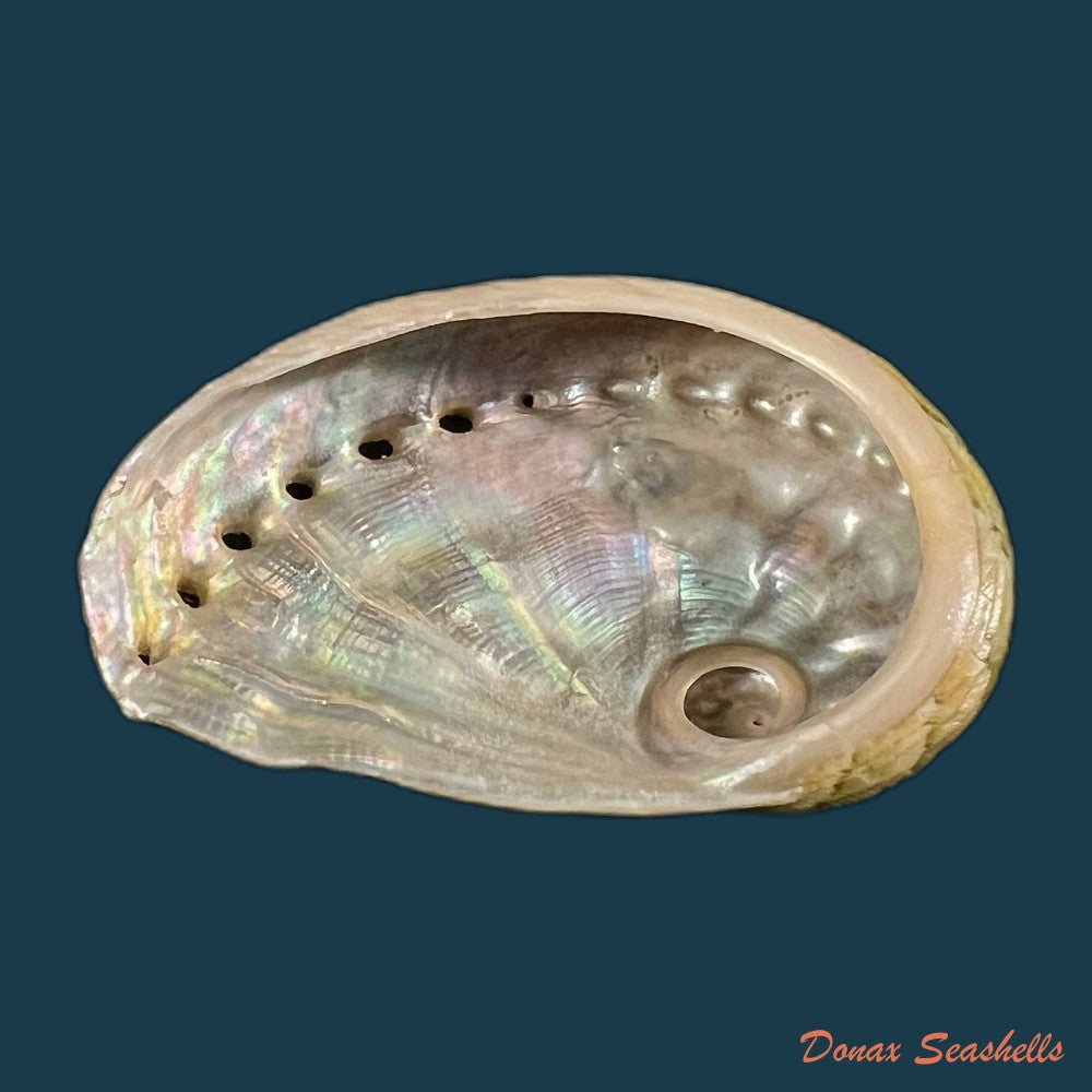 haliotis-ovina-volcanius-patamakanthin-eng-2002-42-4mm-copia
