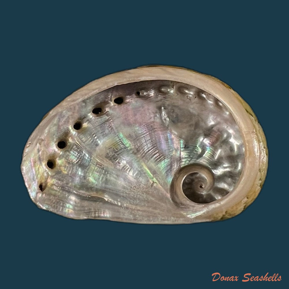 haliotis-ovina-volcanius-patamakanthin-eng-2002-42-4mm-copia
