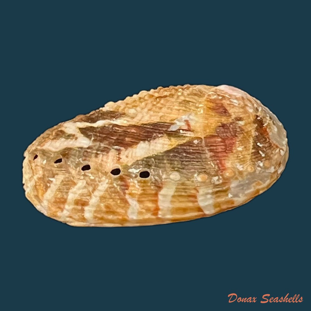 haliotis-planata-g-b-sowerbyii-1882-41-8mm-copia