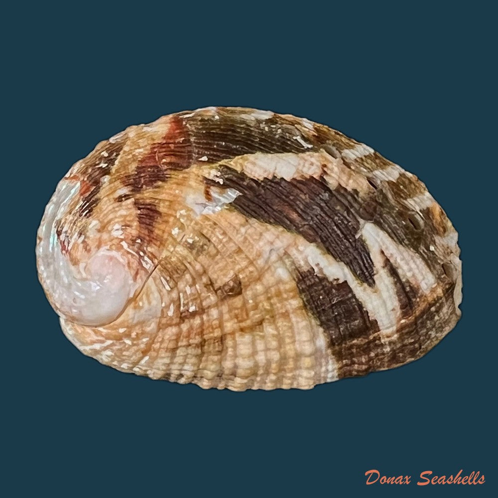 haliotis-planata-g-b-sowerbyii-1882-41-8mm-copia