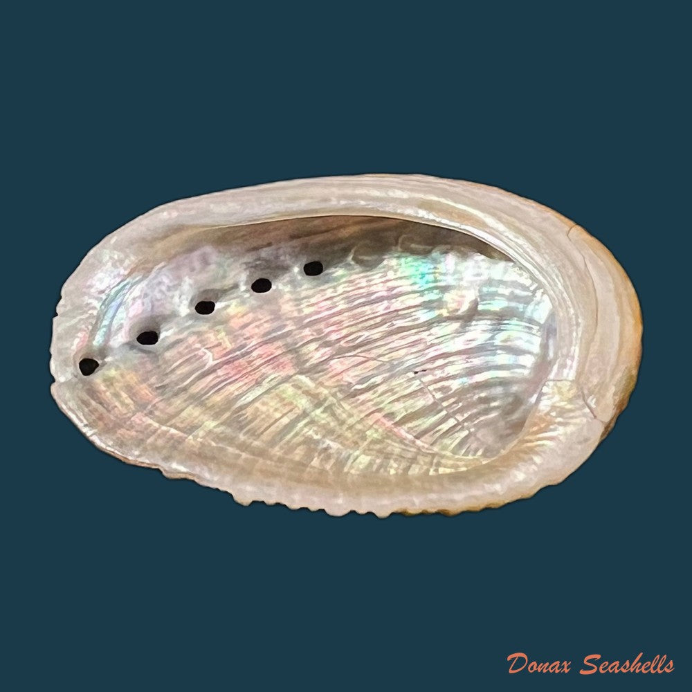 haliotis-planata-g-b-sowerbyii-1882-41-8mm-copia