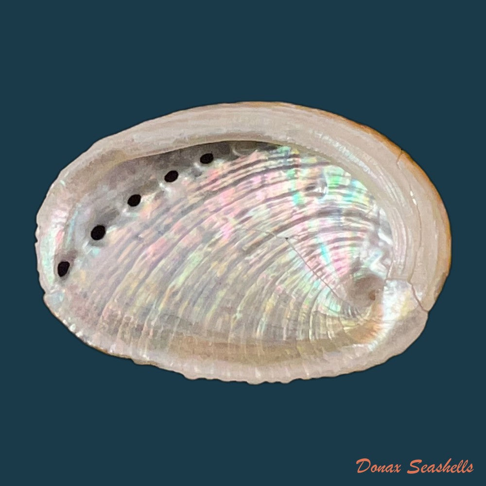 haliotis-planata-g-b-sowerbyii-1882-41-8mm-copia