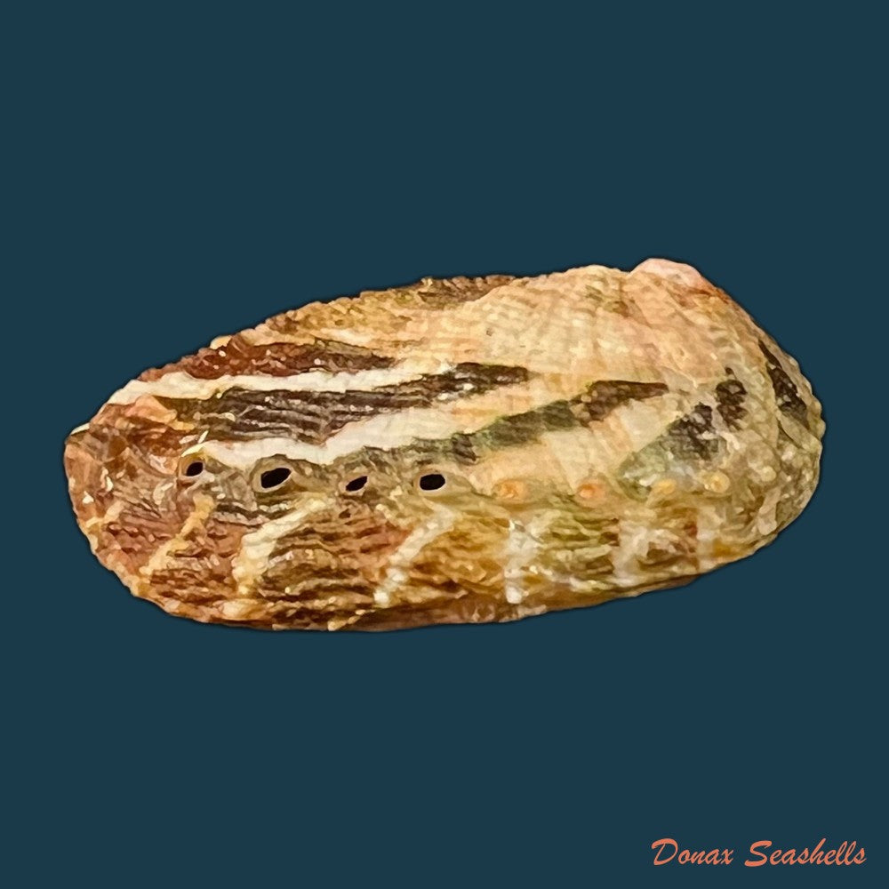 haliotis-planata-g-b-sowerbyii-1882-43-1mm-copia