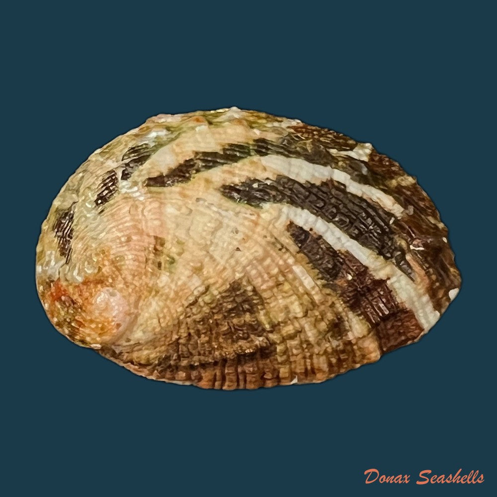 haliotis-planata-g-b-sowerbyii-1882-43-1mm-copia