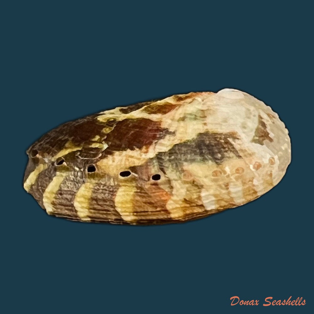 haliotis-planata-g-b-sowerbyii-1882-copia