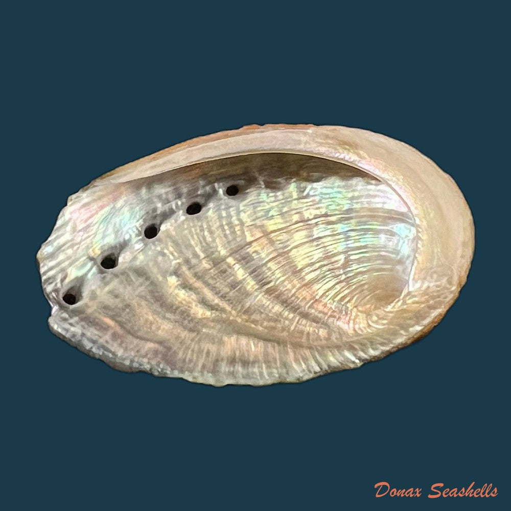 haliotis-planata-g-b-sowerbyii-1882-copia