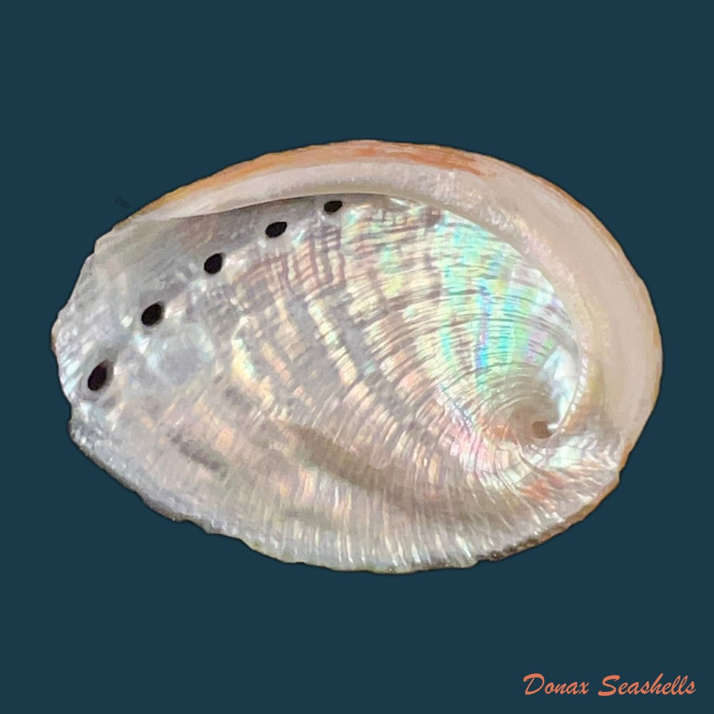 haliotis-planata-g-b-sowerbyii-1882-copia