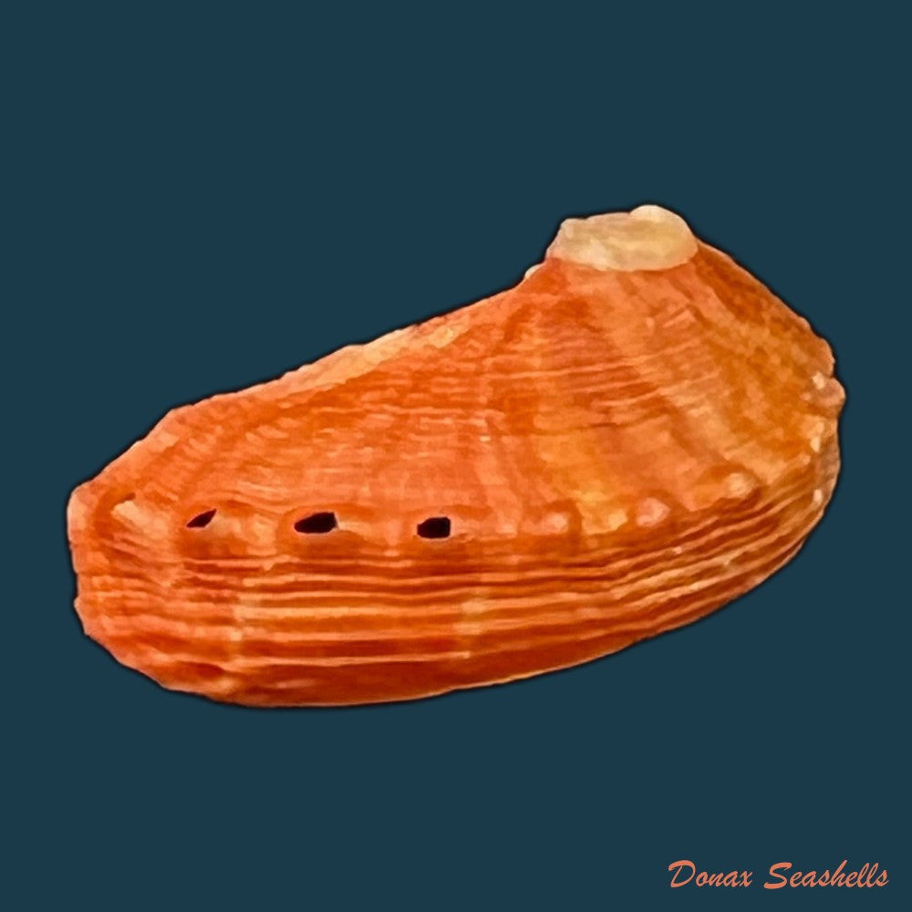 haliotis-pourtalesii-aurantium-simone-1998-20-6mm-copia