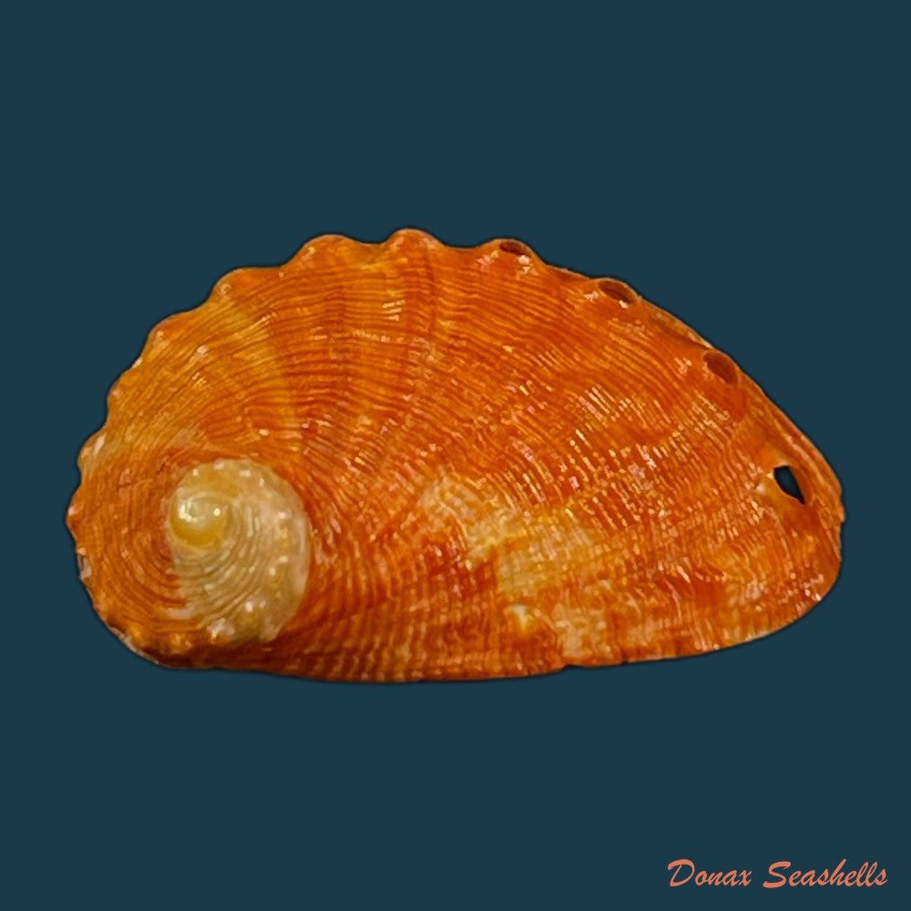 haliotis-pourtalesii-aurantium-simone-1998-20-6mm-copia