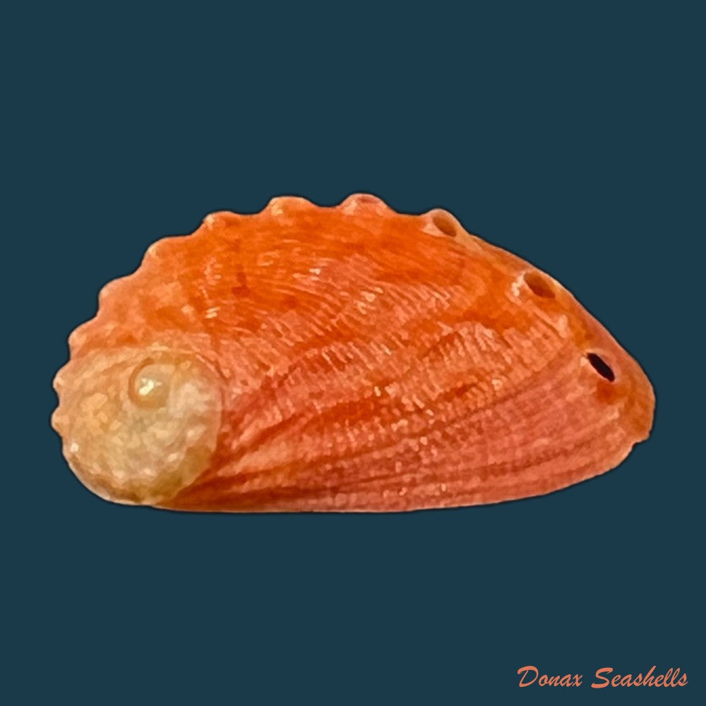 haliotis-pourtalesii-aurantium-simone-1998-22mm-copia