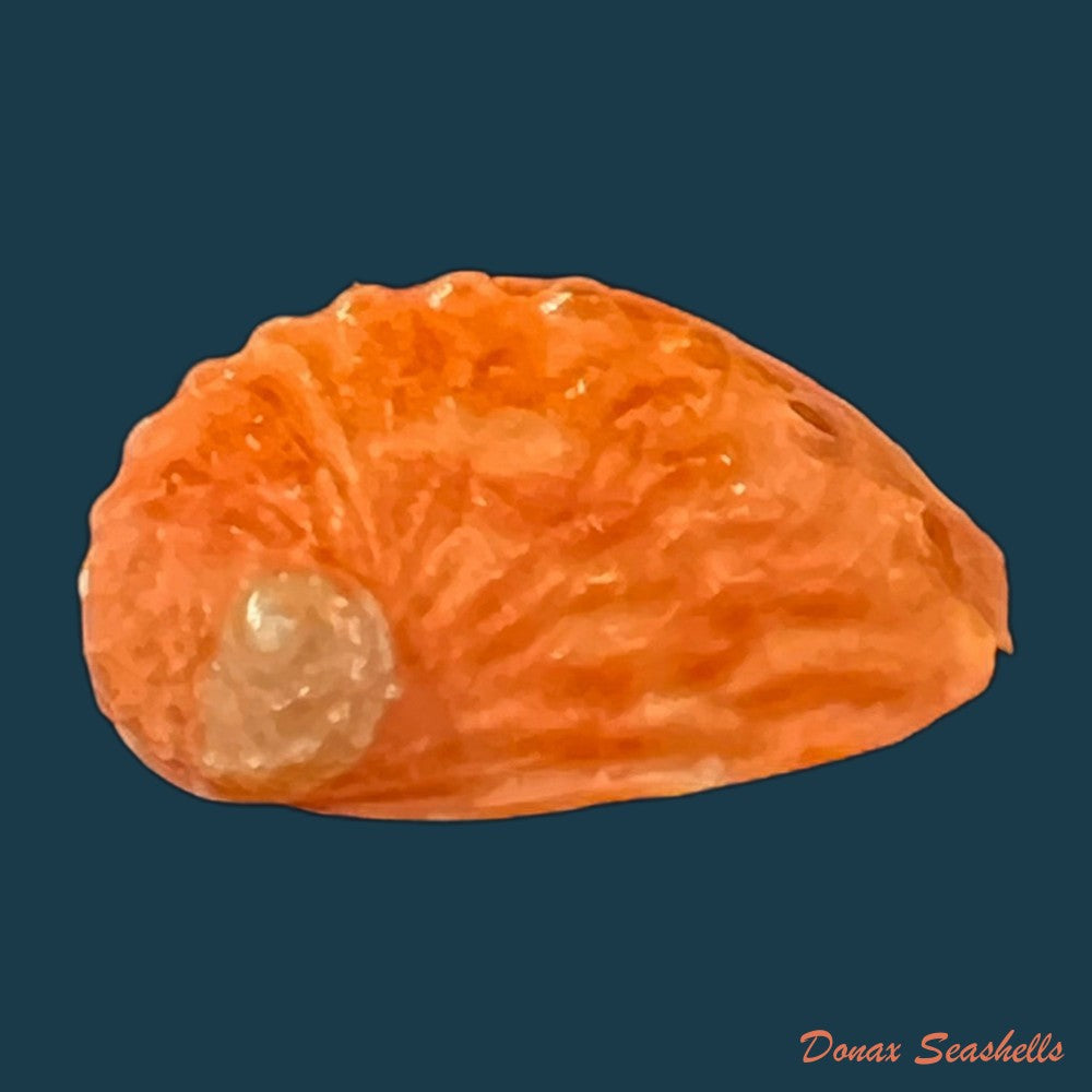 haliotis-pourtalesii-aurantium-simone-1998-22mm-copia