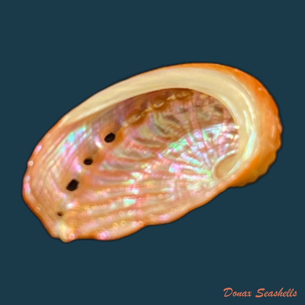 haliotis-pourtalesii-aurantium-simone-1998-22mm-copia