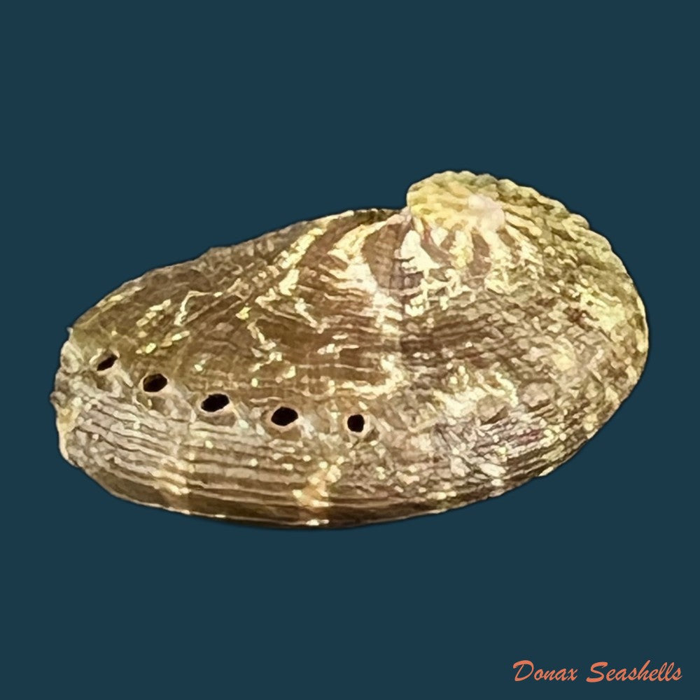 haliotis-pustulata-cruenta-reeve-1846-31-2mm-copia