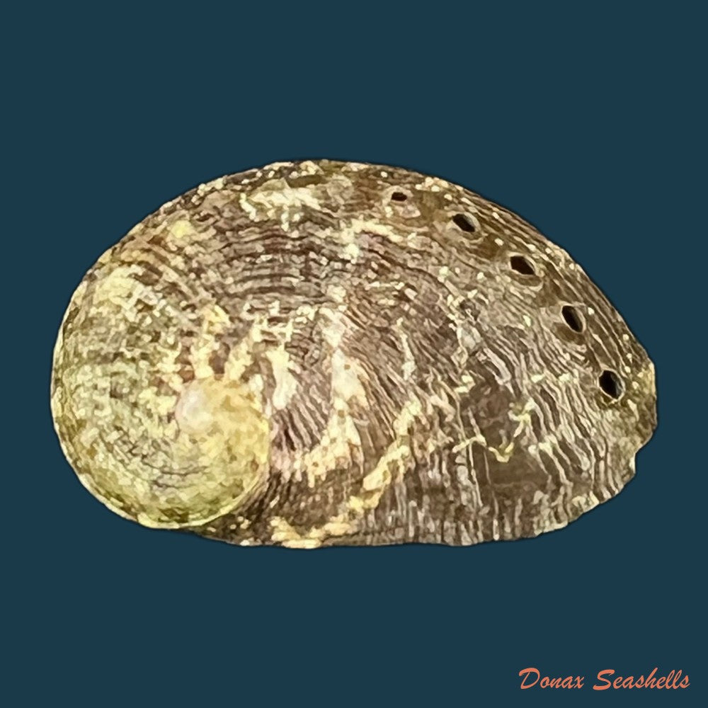 haliotis-pustulata-cruenta-reeve-1846-31-2mm-copia