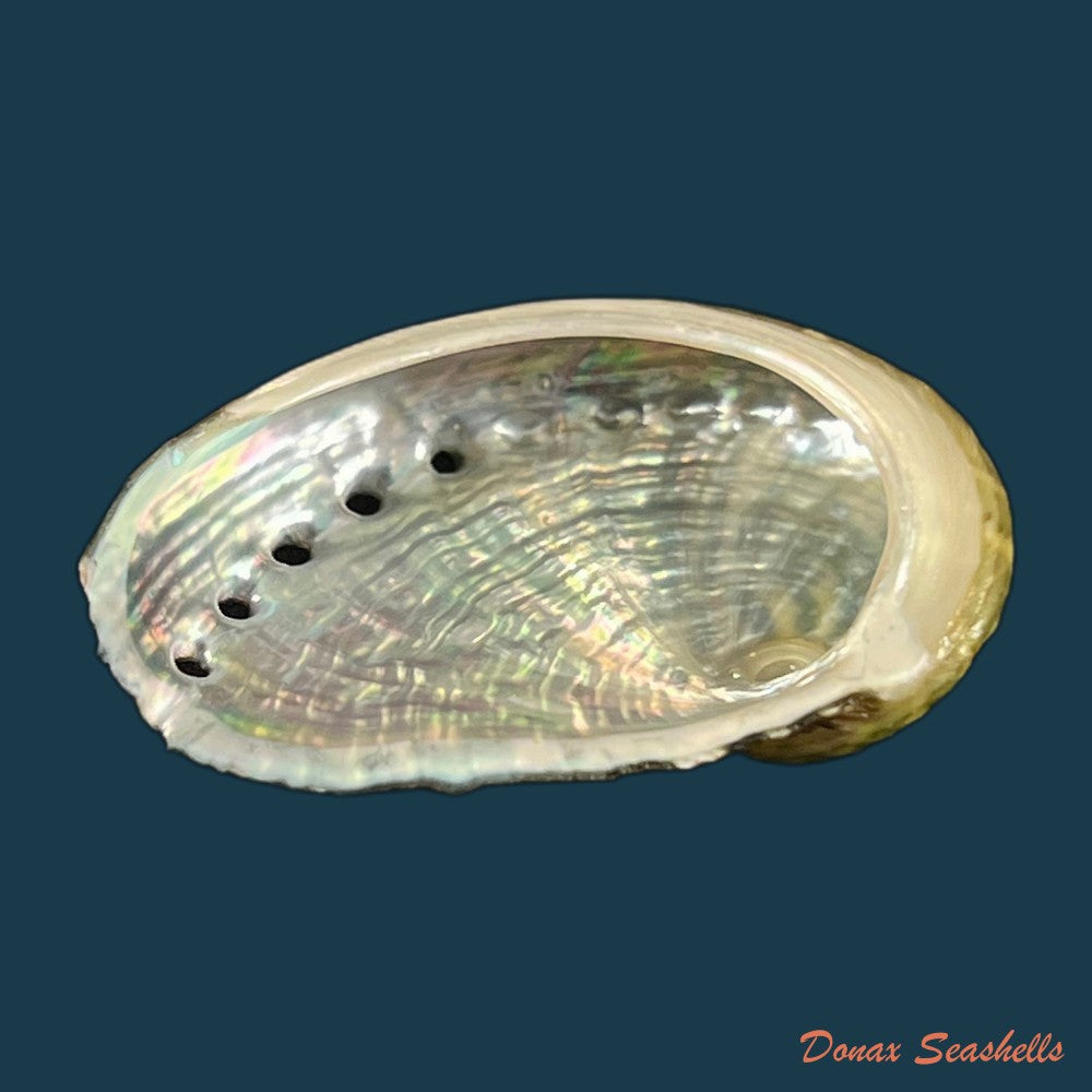 haliotis-pustulata-cruenta-reeve-1846-31-2mm-copia