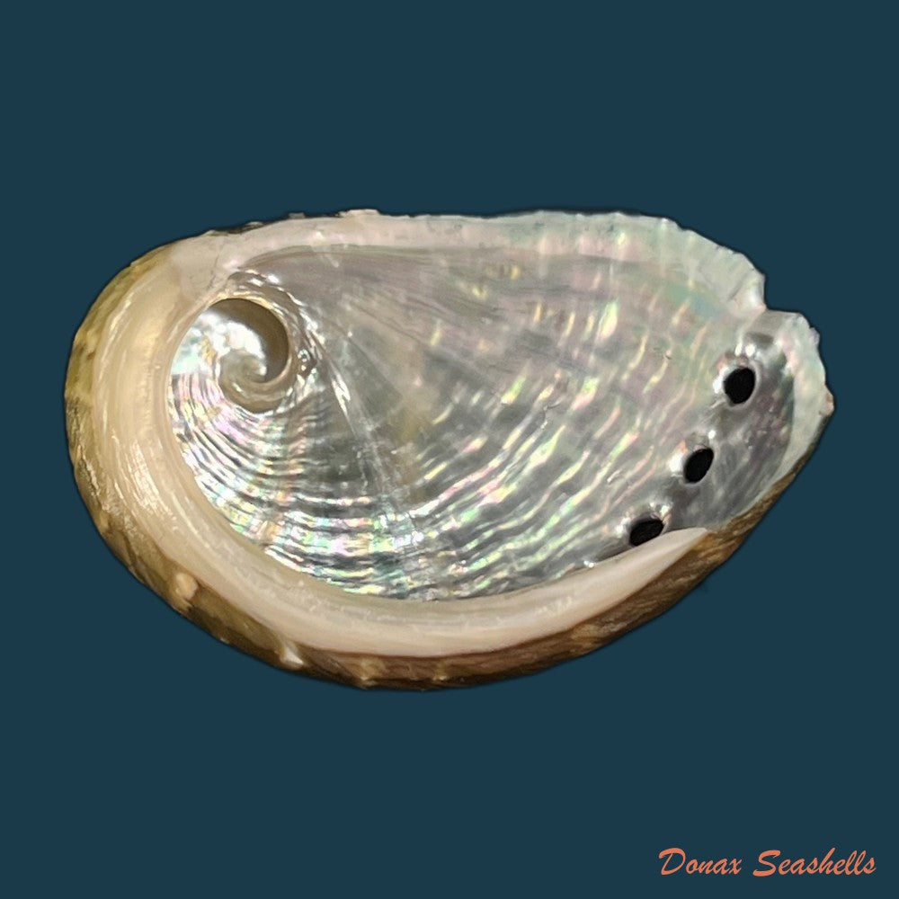 haliotis-pustulata-cruenta-reeve-1846-31-2mm-copia