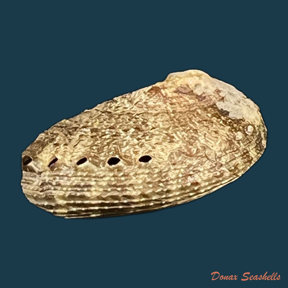 haliotis-pustulata-cruenta-reeve-1846-33-6mm-copia